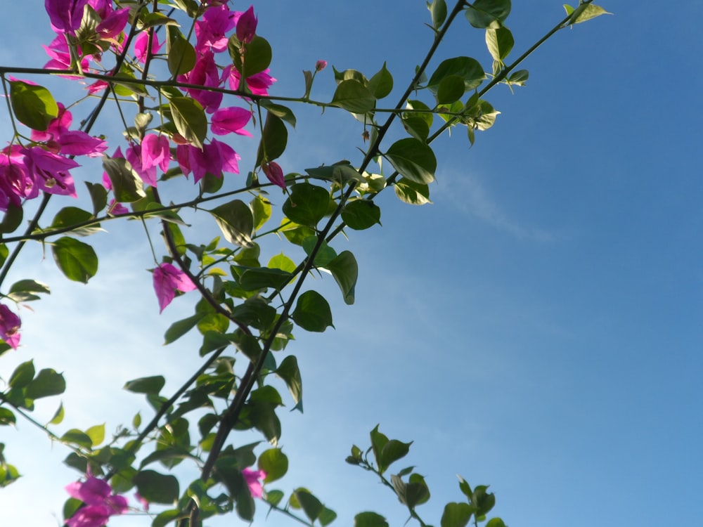 pink flowers photo across blue sky