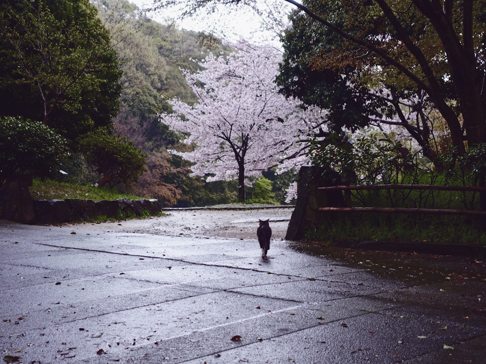 a black cat walking down a street next to trees