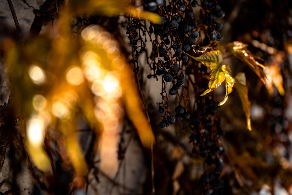 brown-leafed plants during daytime