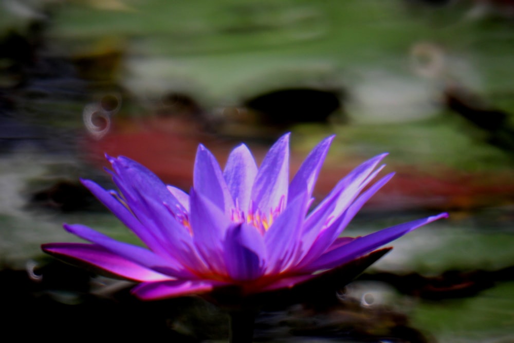 purple lotus flower photo