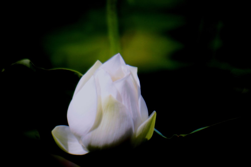 green-petaled flower