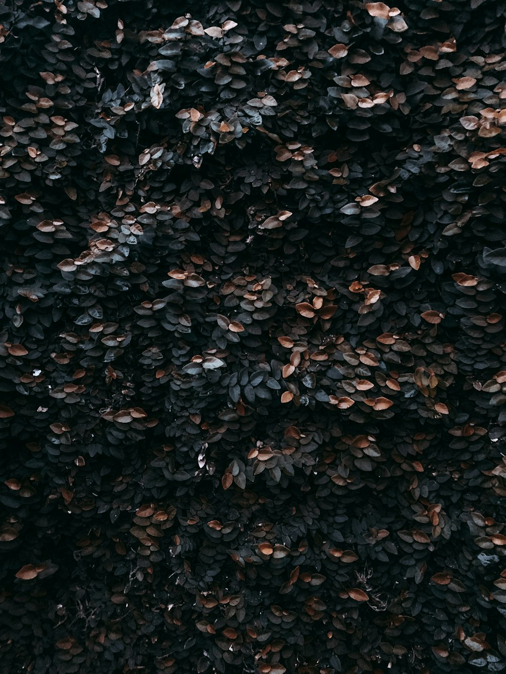 a large amount of black seeds on a tree