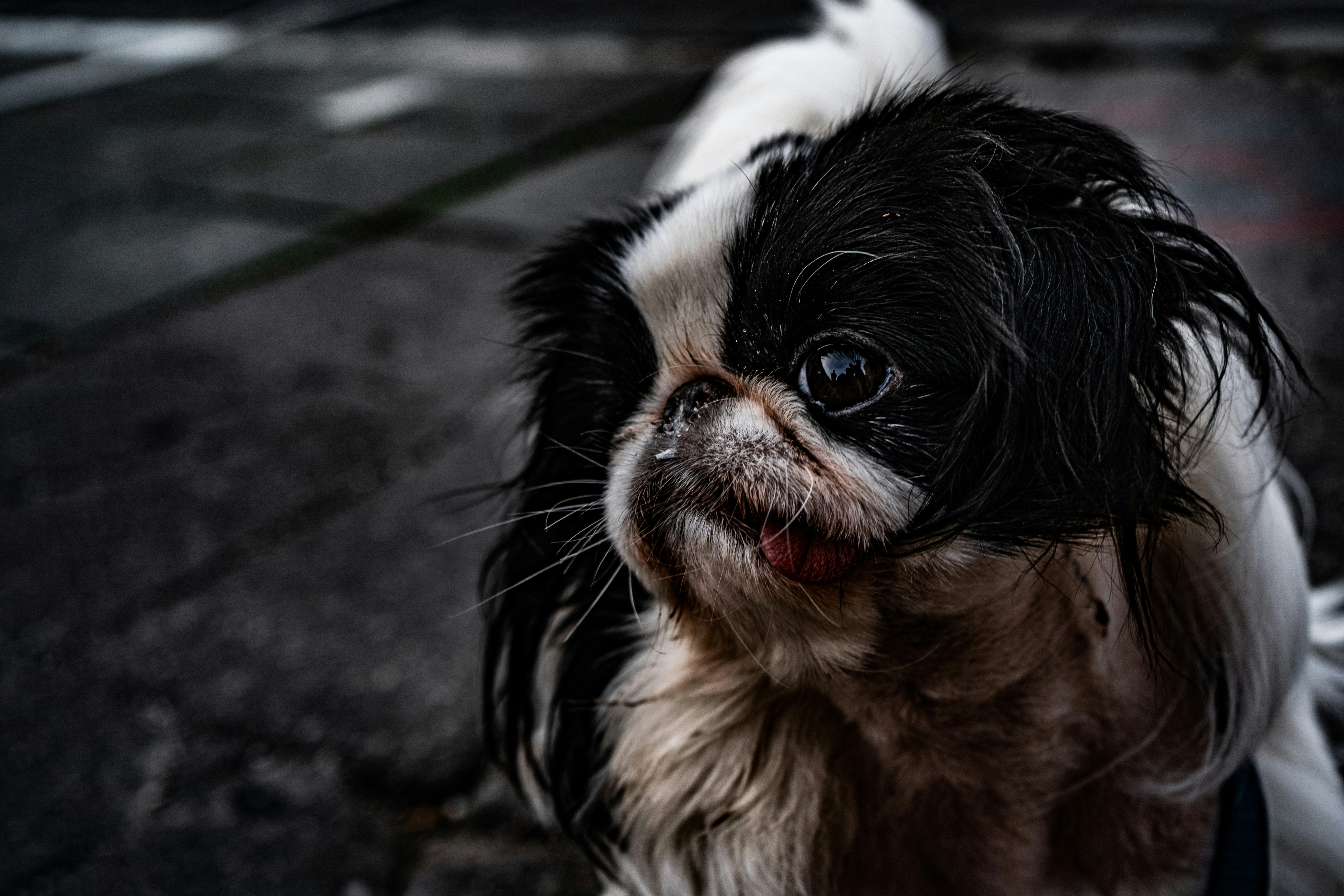 black japanese chin