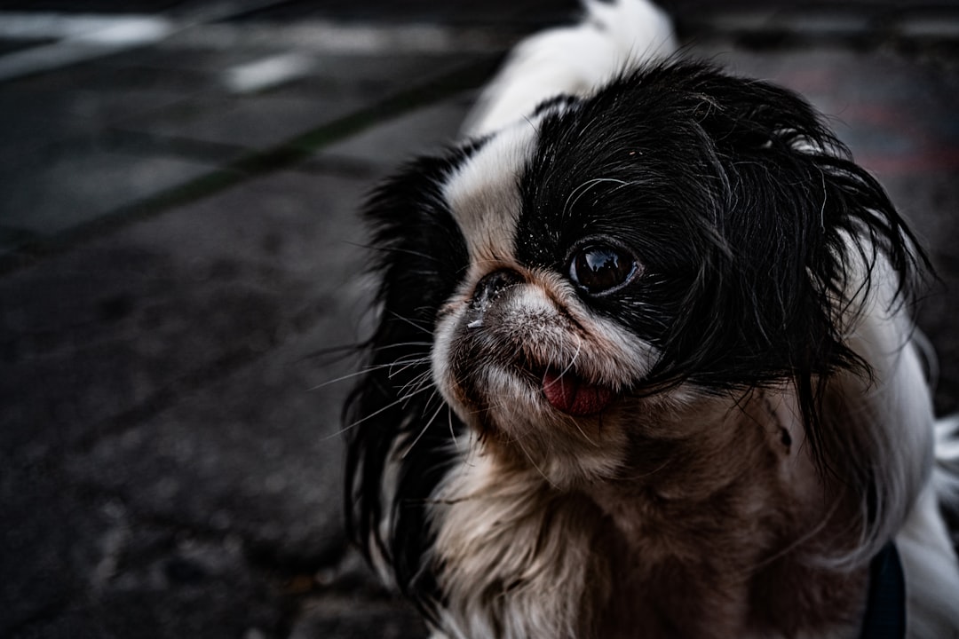 adult white and black Japanese chin