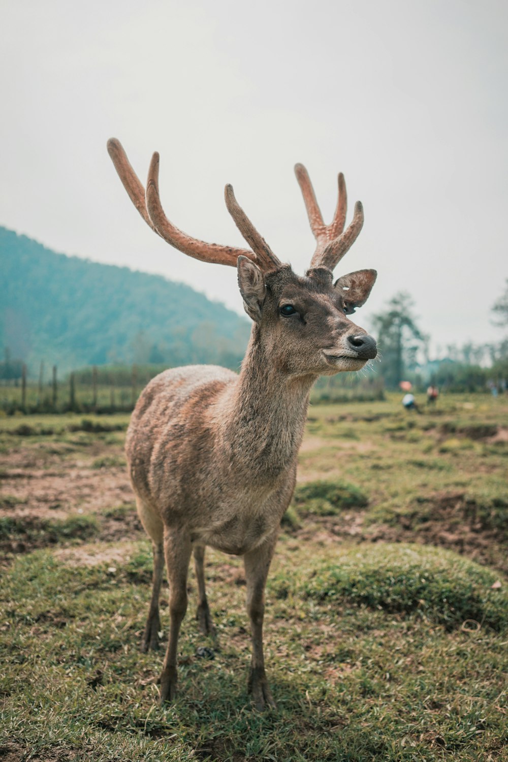 photo of brown deer