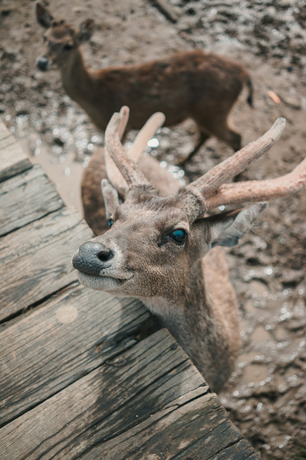 brown deer