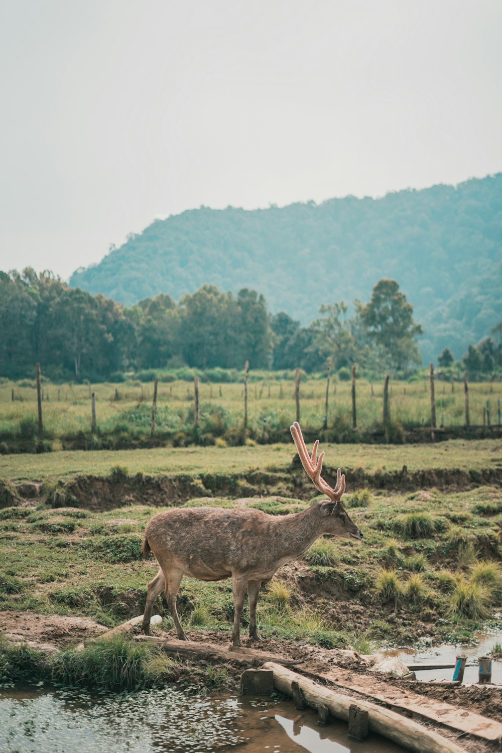 brown deer