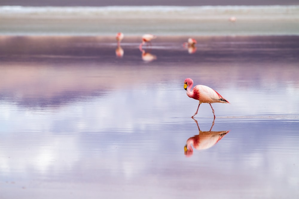 Garças brancas e cor-de-rosa na praia