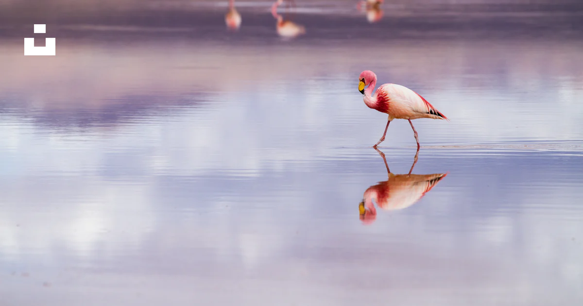 Foto Garzas blancas y rosadas en la playa – Imagen Animal gratis en ...