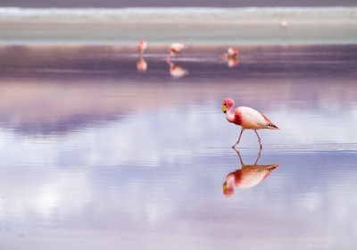 Bolivien_Reisen_Altiplano_flamingo_in_roter_lagune