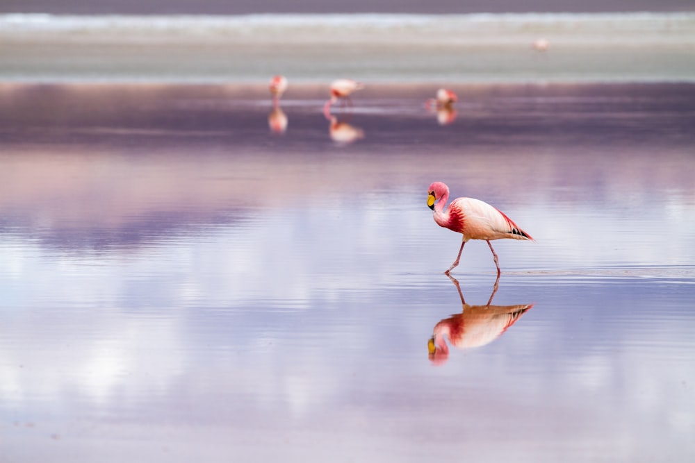 white and pink herons in beach