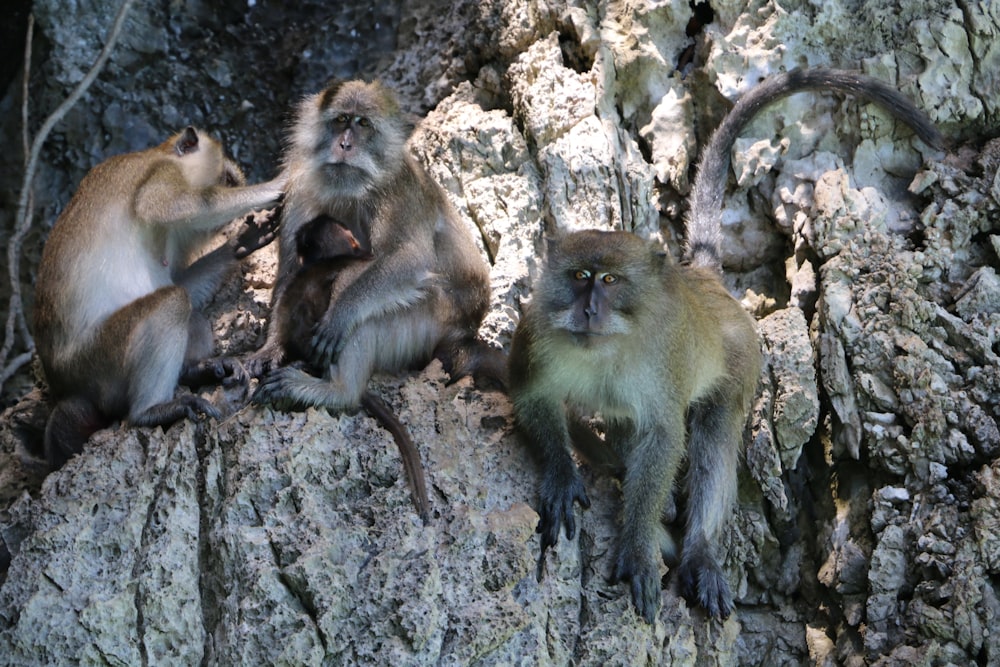 several monkeys on tree