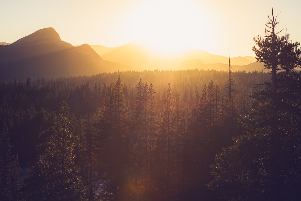 paysage de coucher de soleil de pin