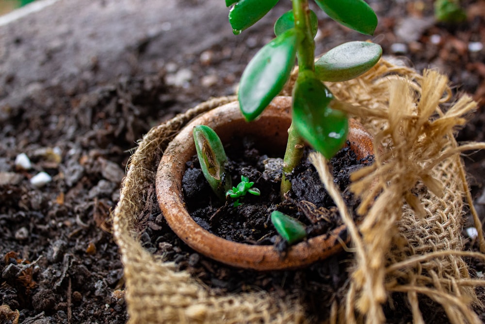 green plant in pot