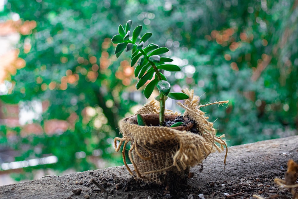 green fern plant on brown vase