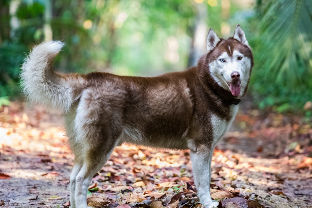 brown and white Siberian husky on pathway during daytime