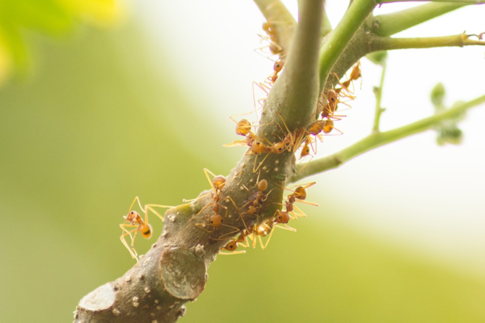 ants on tree