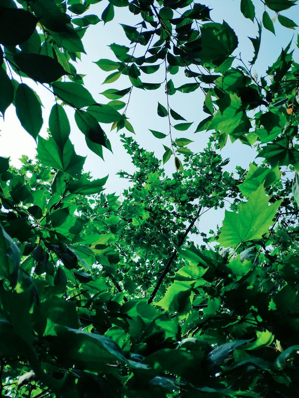 green leafed plant