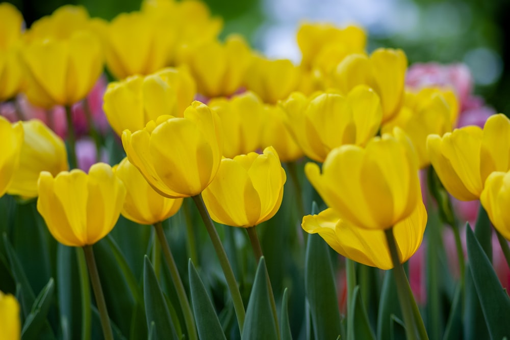 黄色い花びらの花