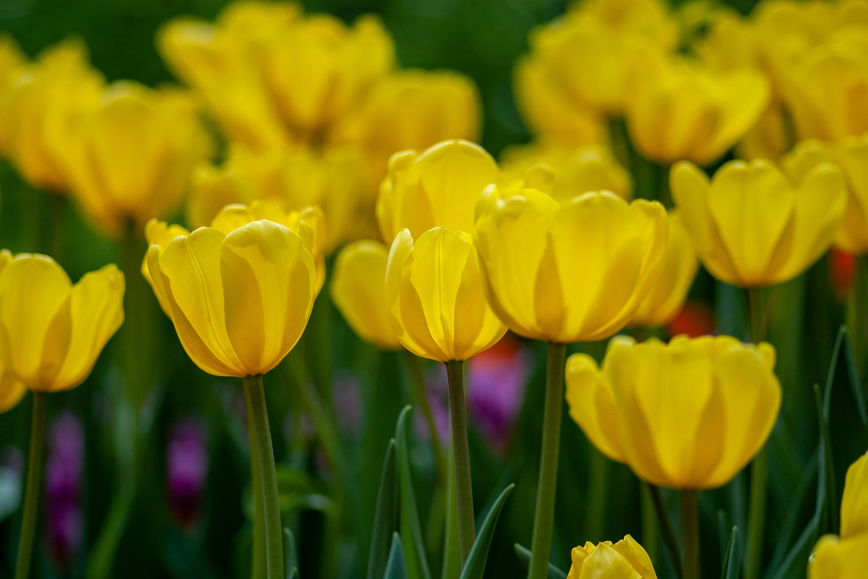 yellow-petaled flower field