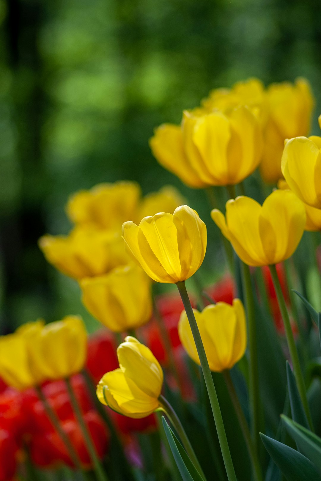 yellow and red meadow of Tulips