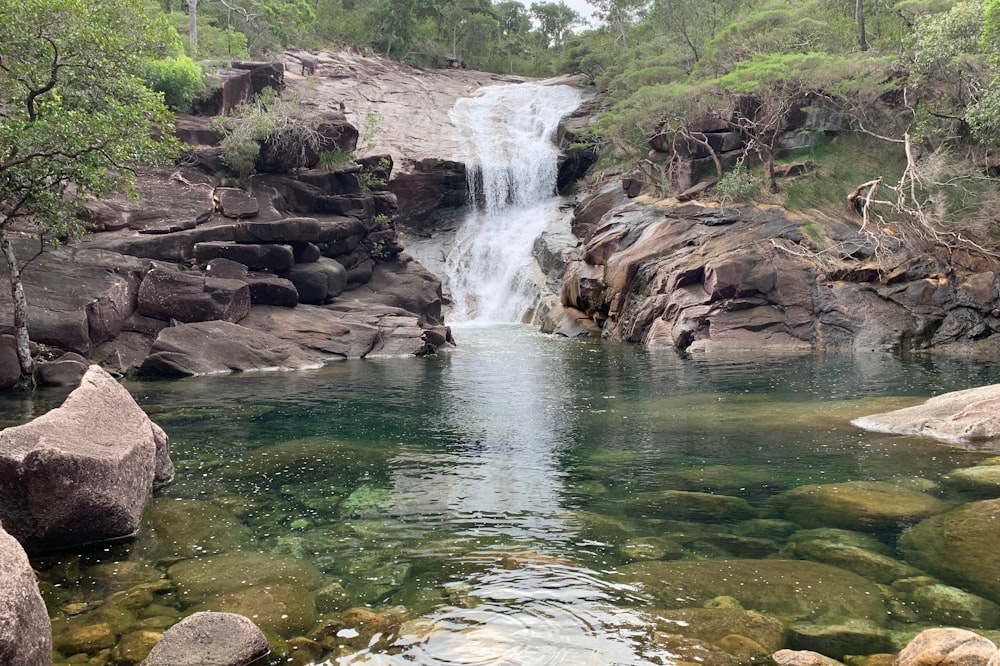 body of water near trees