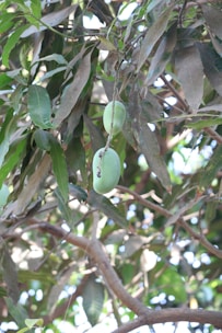 Fresh green mangoes hanging from a leafy branch in bright sunlight.