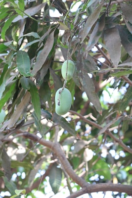 Fresh green mangoes hanging from a leafy branch in bright sunlight.