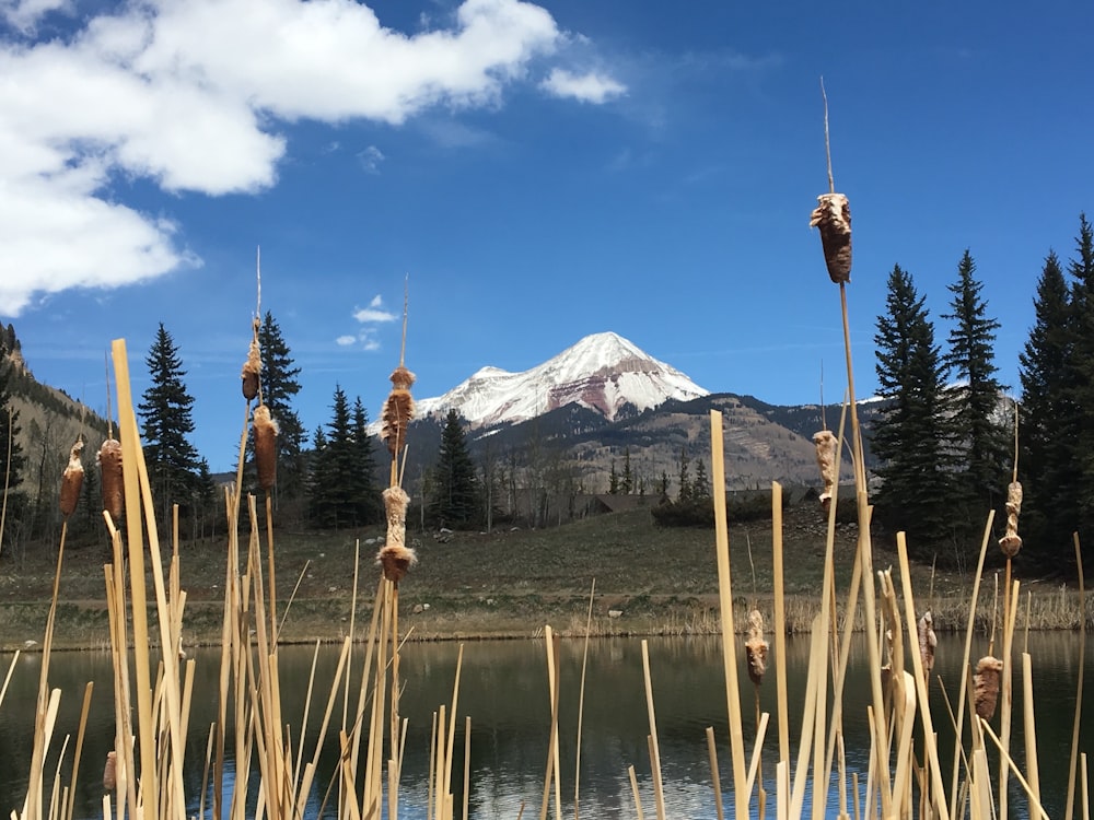 snow capped mountain during daytime