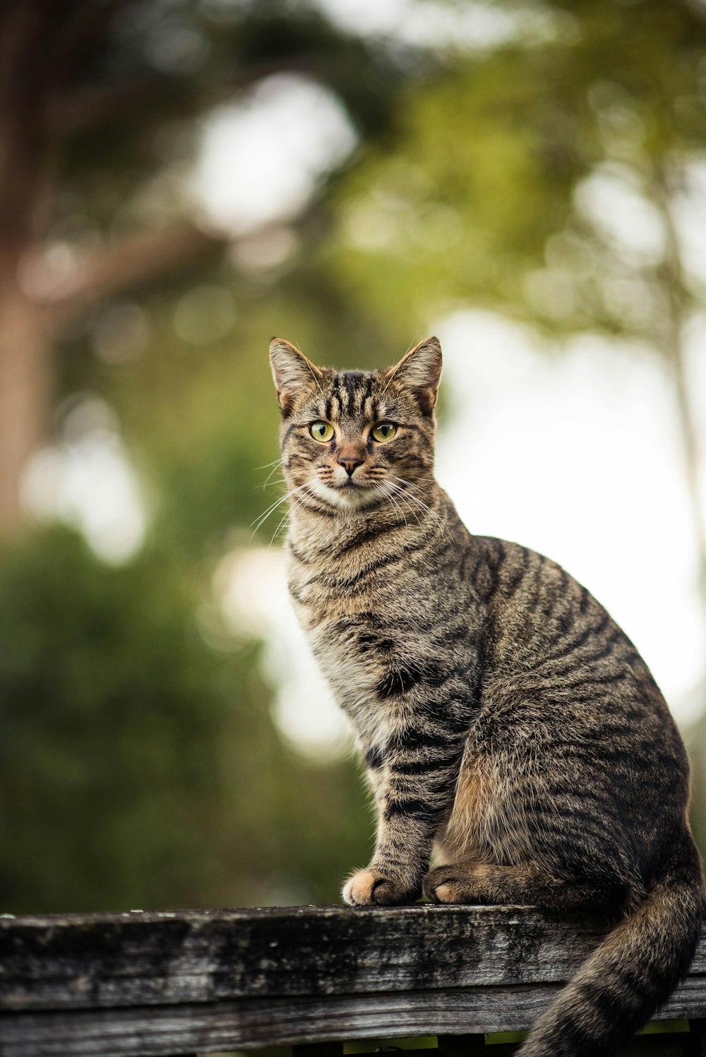 chat tigré brun sur poutre en bois