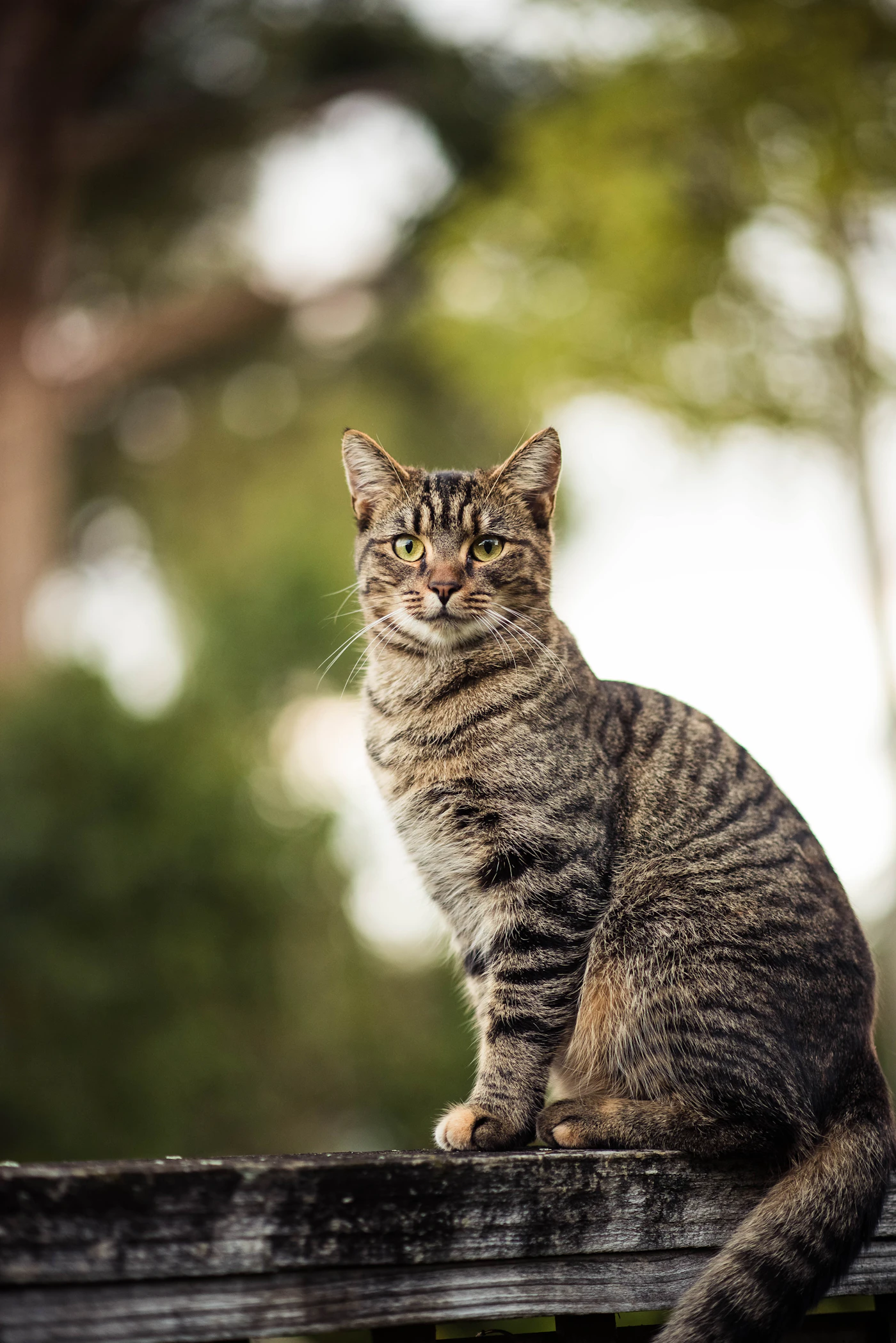 Gato europeo común de pelaje atigrado