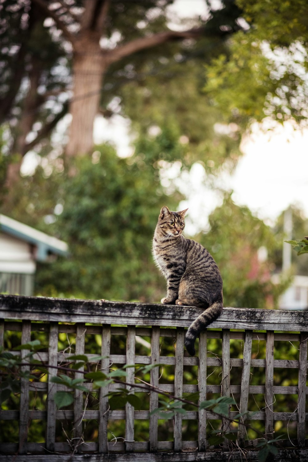 braune Katze sitzt auf Zaun