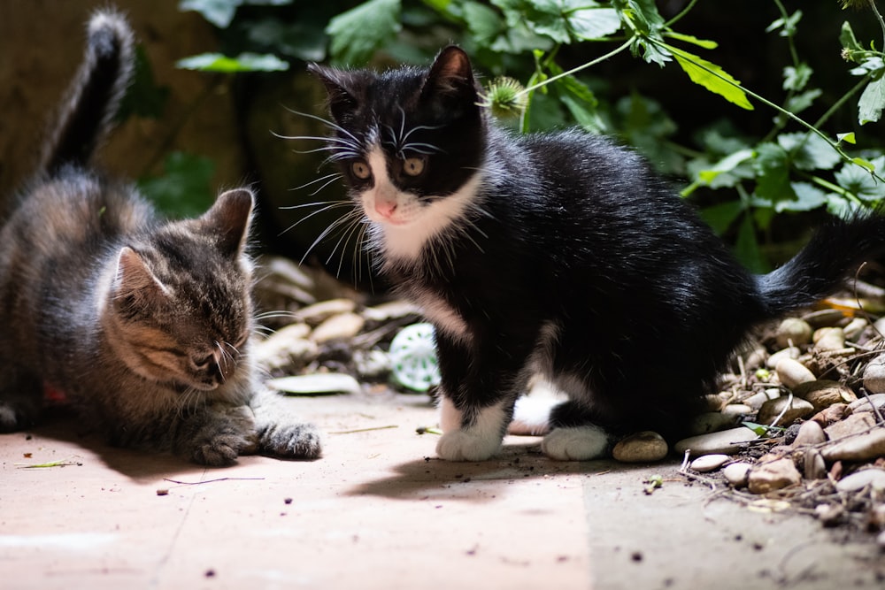 zwei Kätzchen, die neben der Pflanze spielen