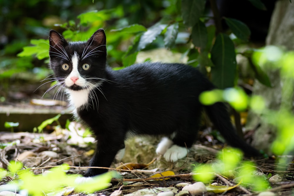 tuxedo kitten beside leafed plant