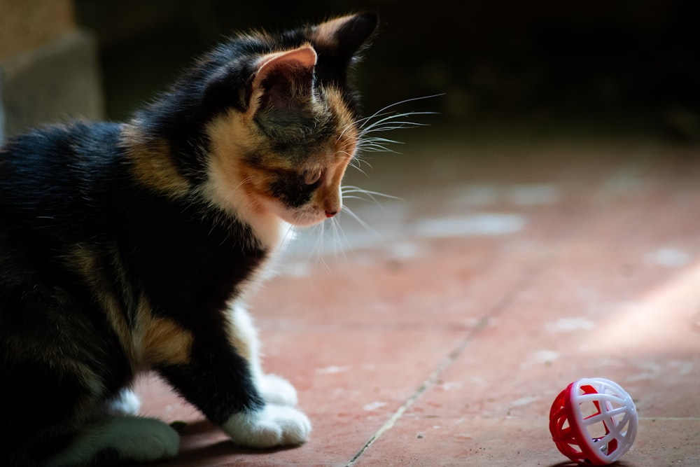 black and brown cat sitting on ground