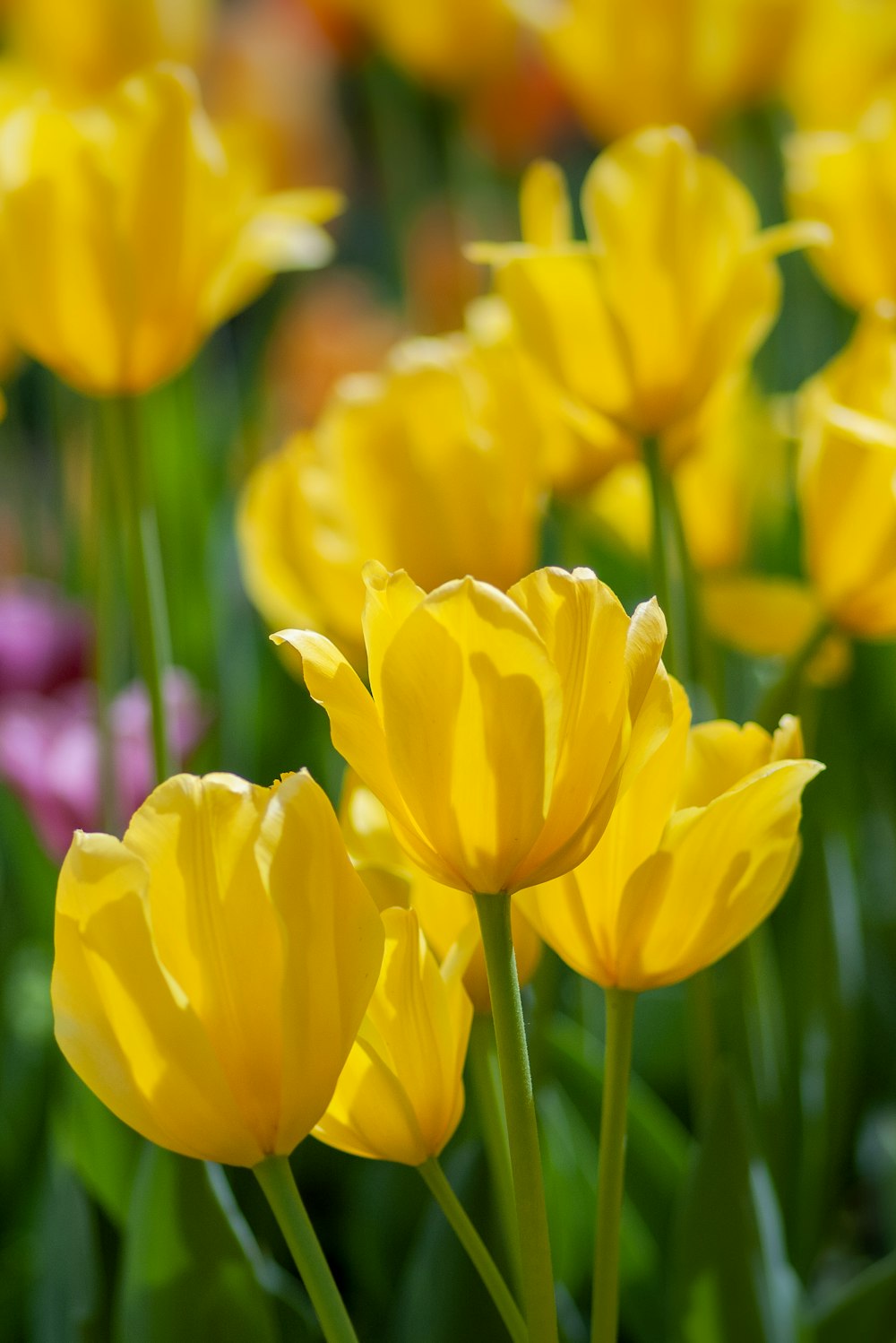 yellow petaled flower