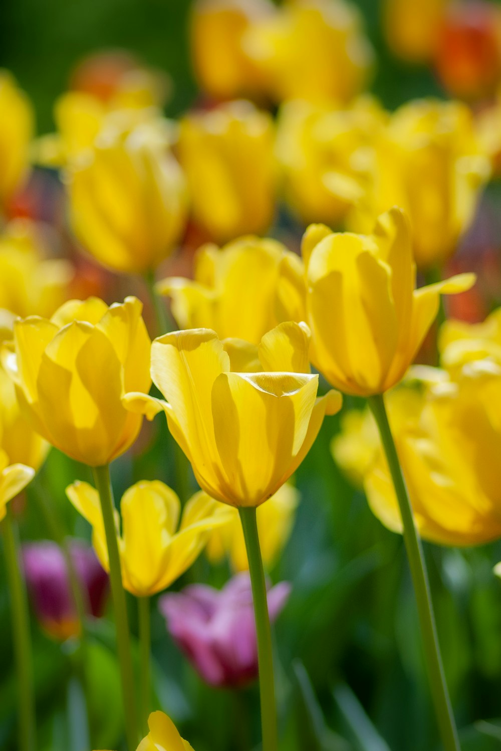 Download Yellow Tulips Pictures | Download Free Images on Unsplash