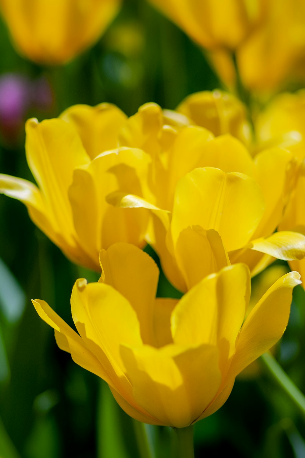 yellow petaled flower