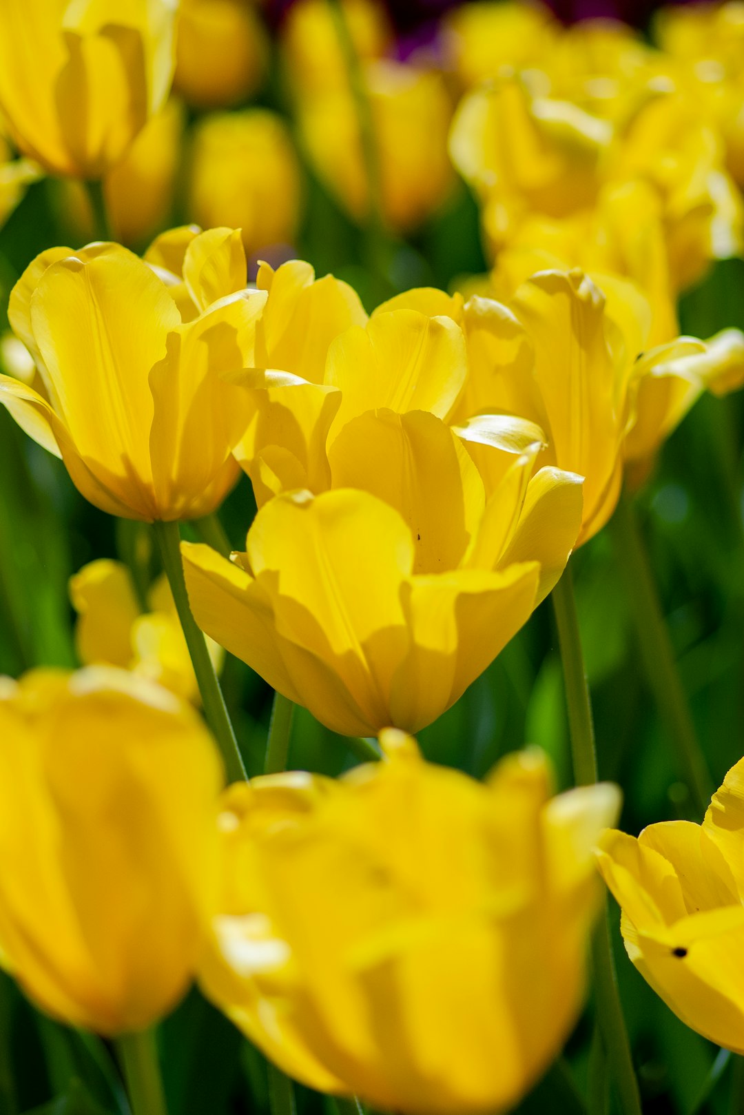 Download Yellow Tulips Pictures | Download Free Images on Unsplash