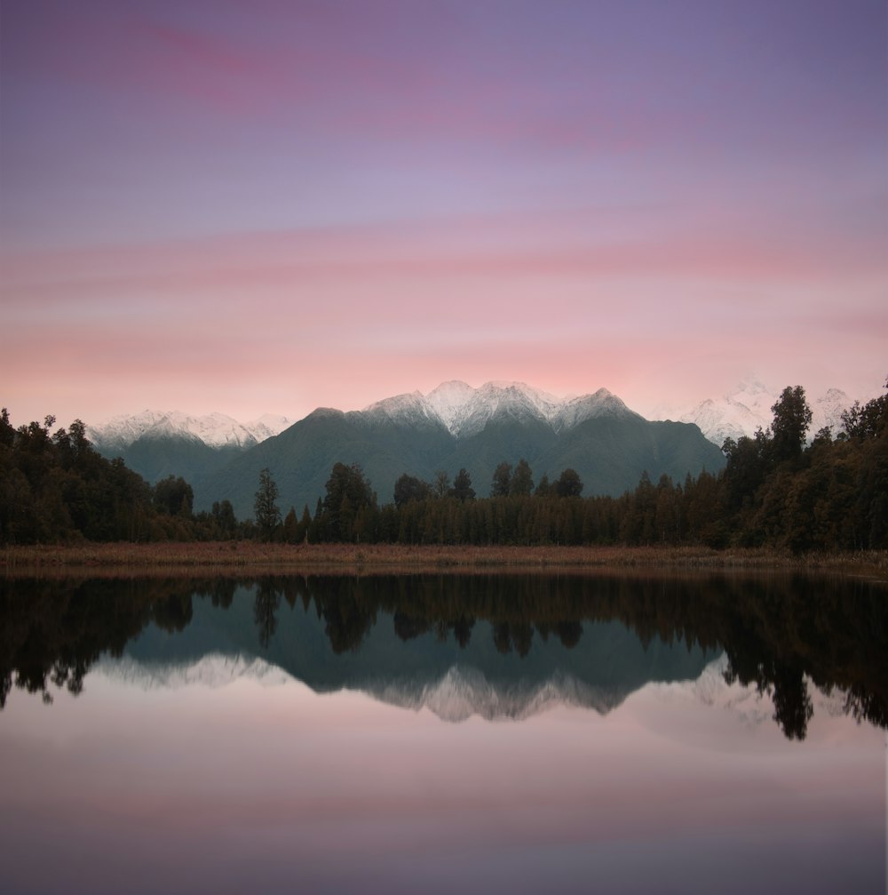 trees beside body of water