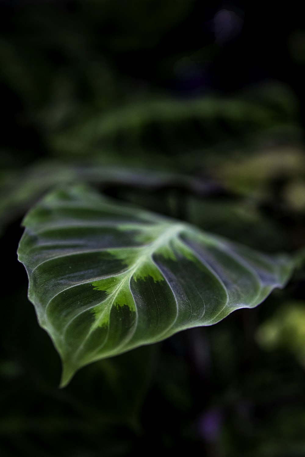 a large green leaf with a black background