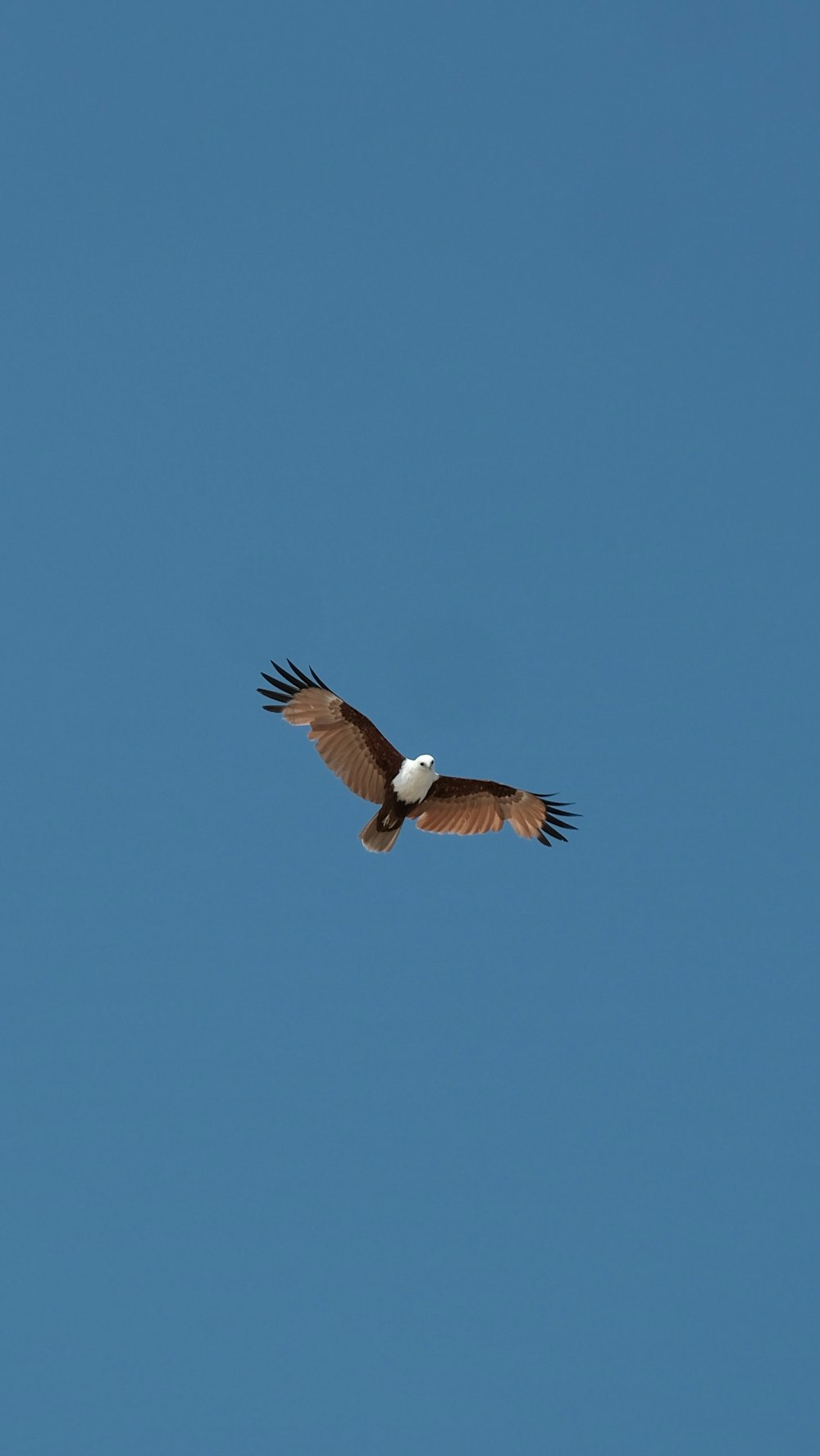 brown eagle on mid air