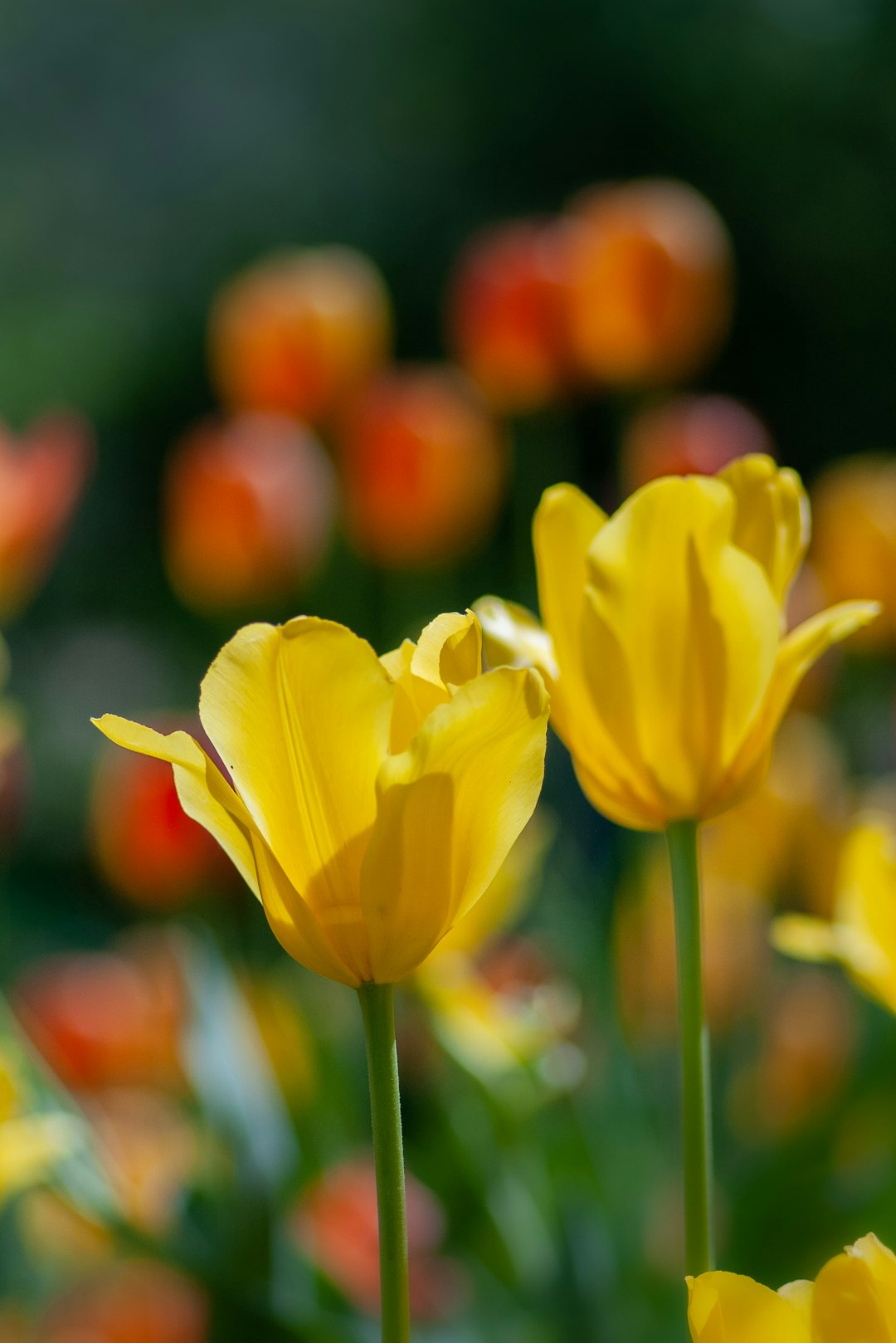 selective focus photo of two yellow-petaled flowesr