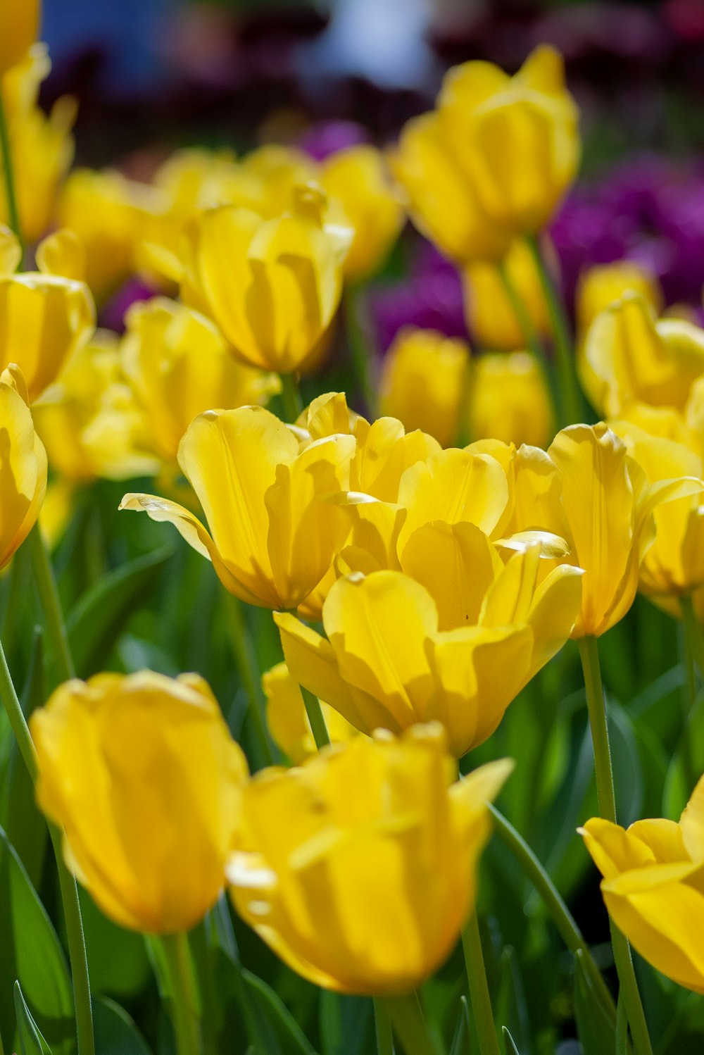 yellow tulips