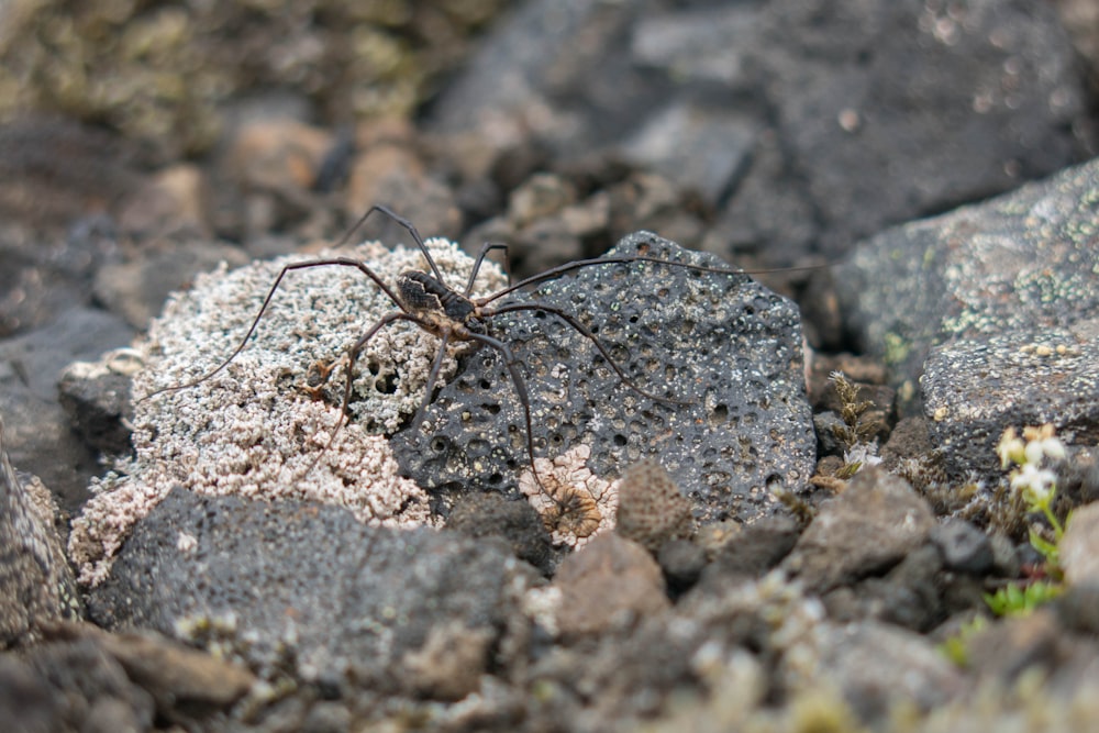 spider on rock