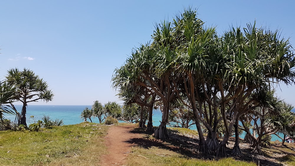 Grüne Palme in der Nähe der Küste während des Tages