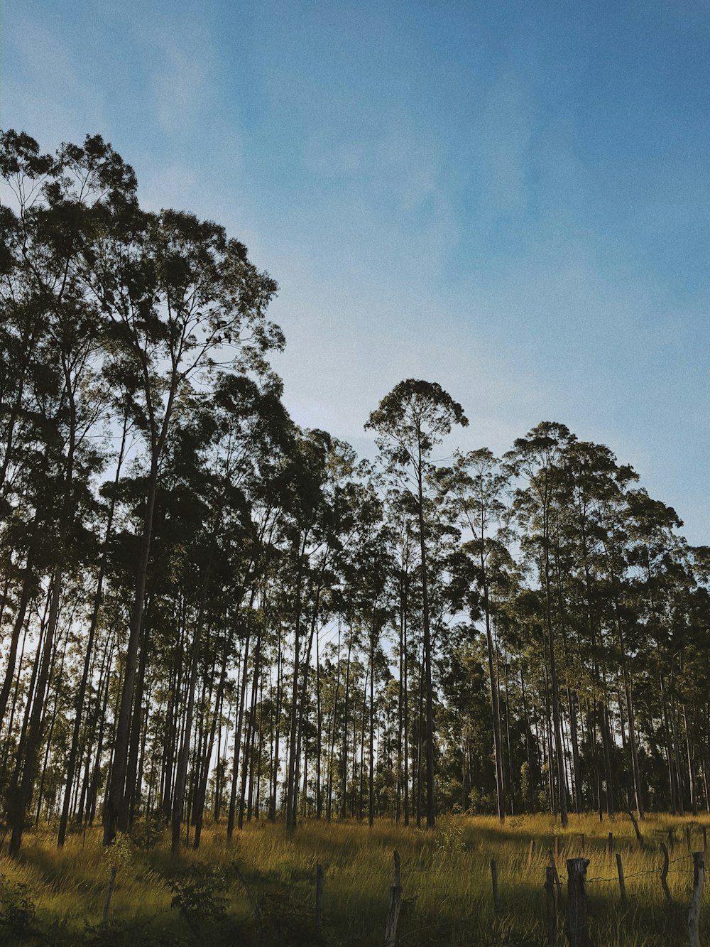 Bäume im Wald unter blauem Himmel