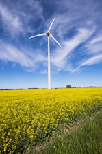 white windmill on yellow-petaled flower field during daytime