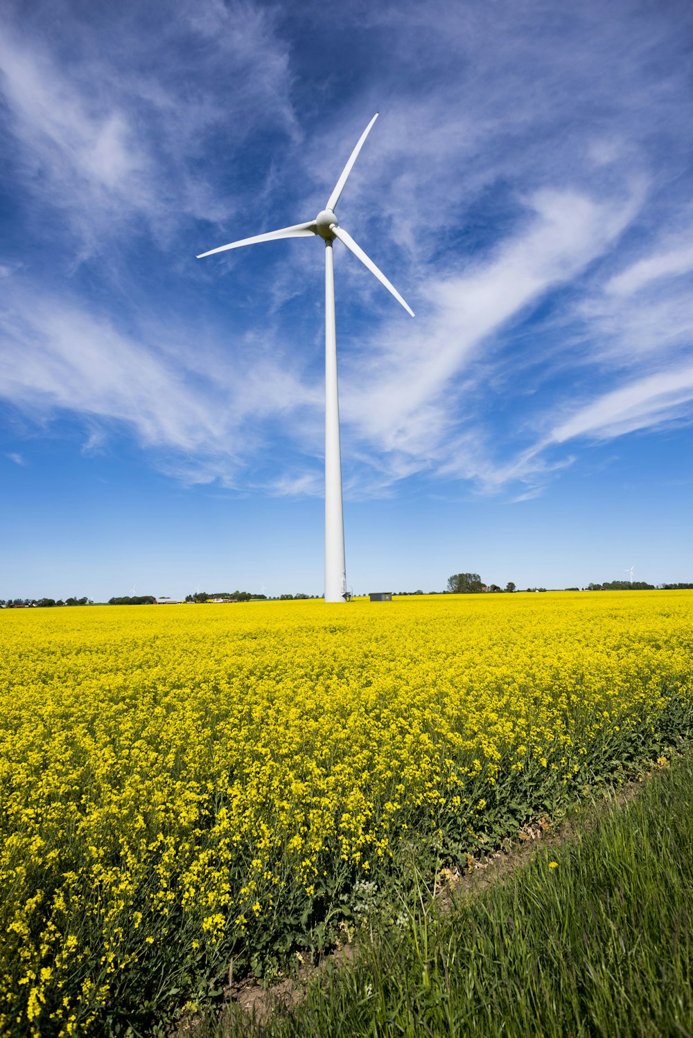 Weiße Windmühle auf gelbblättrigem Blumenfeld tagsüber