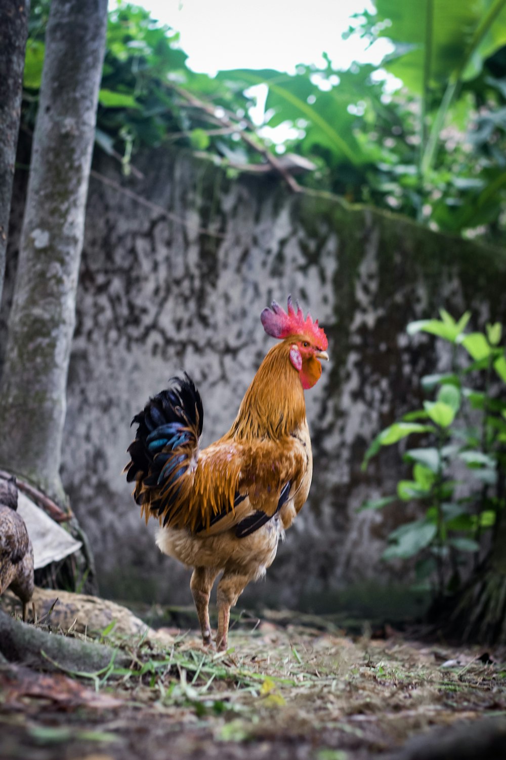 brown rooster near tree at backyard